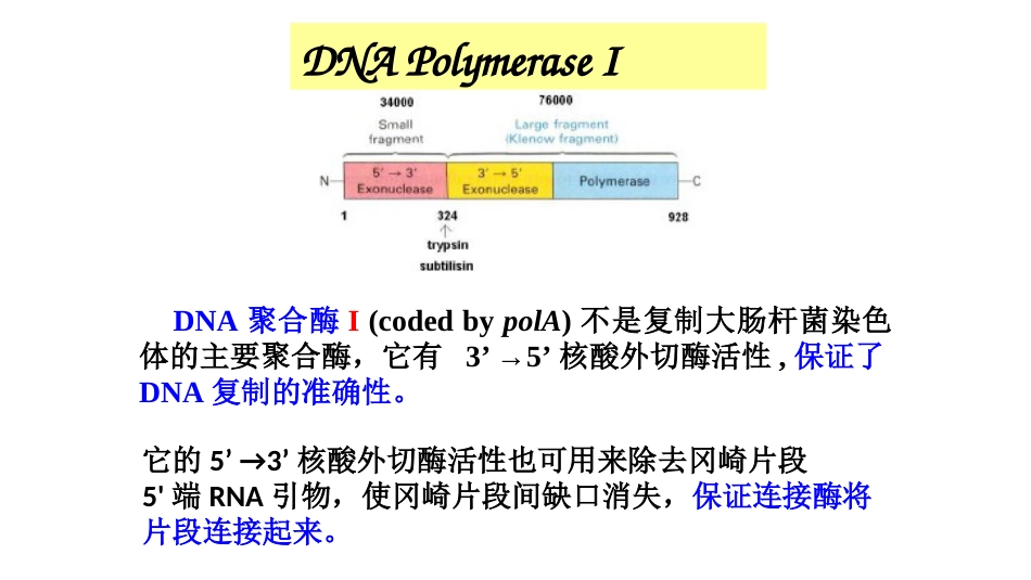 (3)--3原核细胞DNA复制分子生物学及常用技术_第2页