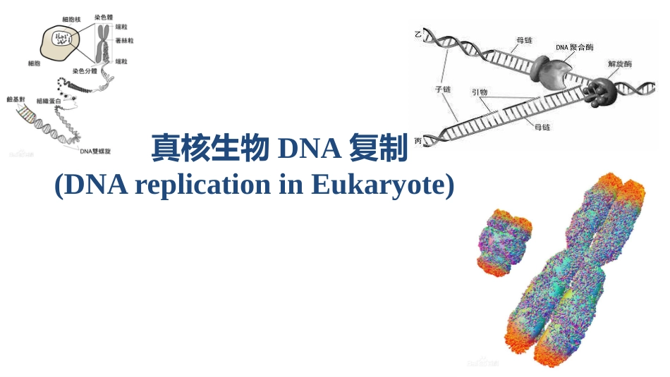 (4)--4 真核DNA复制分子生物学及常用技术_第1页