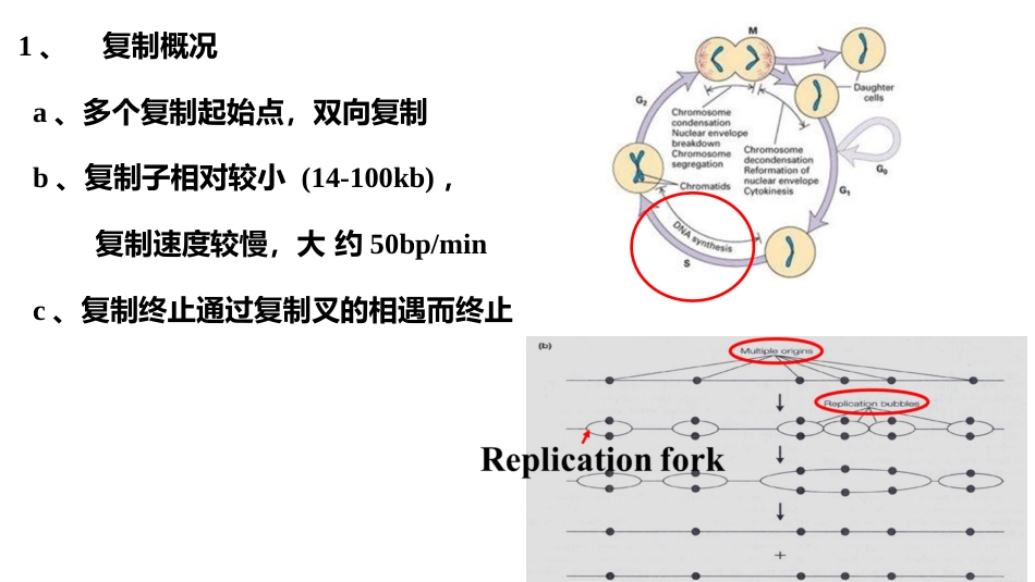 (4)--4 真核DNA复制分子生物学及常用技术_第2页