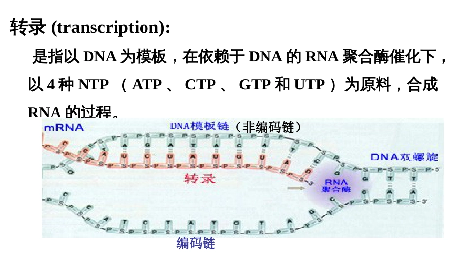 (5)--5原核转录分子生物学及常用技术_第2页