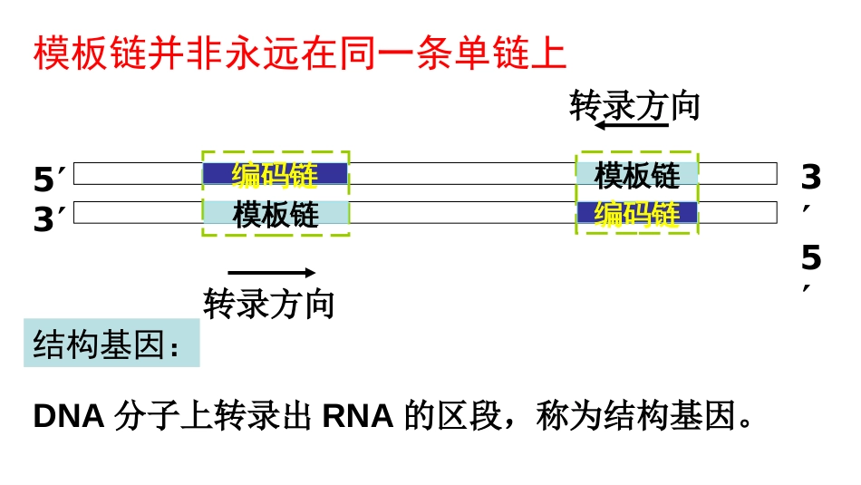 (5)--5原核转录分子生物学及常用技术_第3页