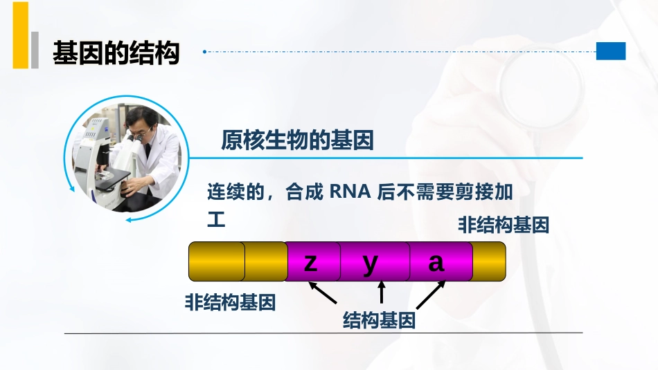 (6)--2.2基因的结构与功能_第2页