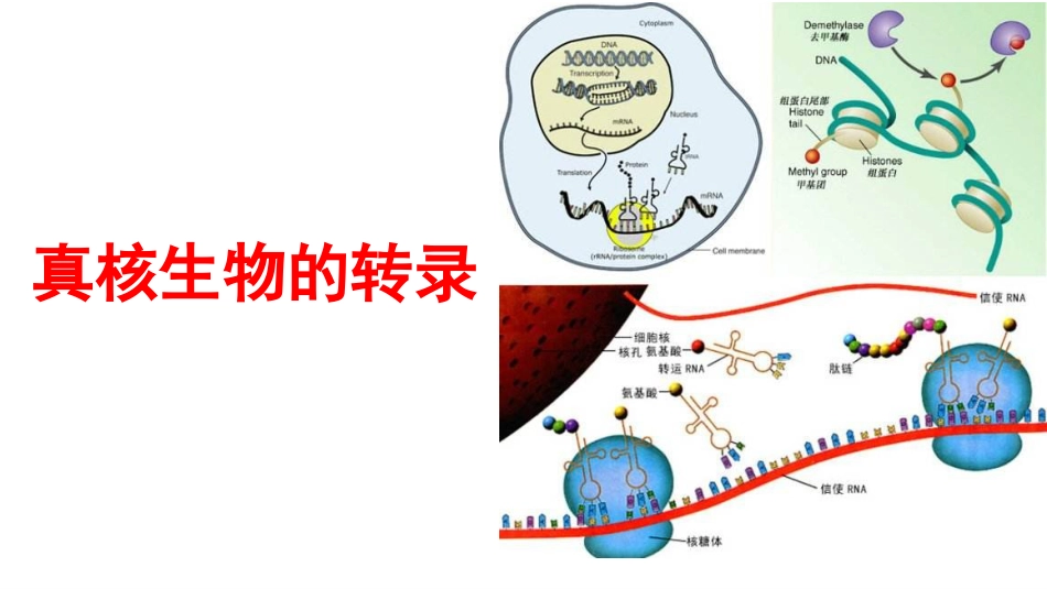 (6)--6真核转录分子生物学及常用技术_第1页