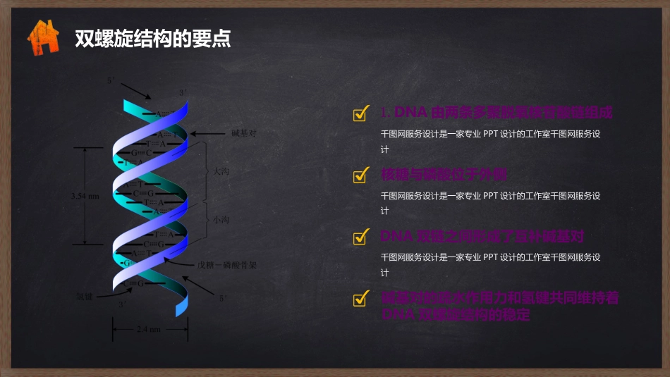 (7)--2.2DNA的空间结构_第2页