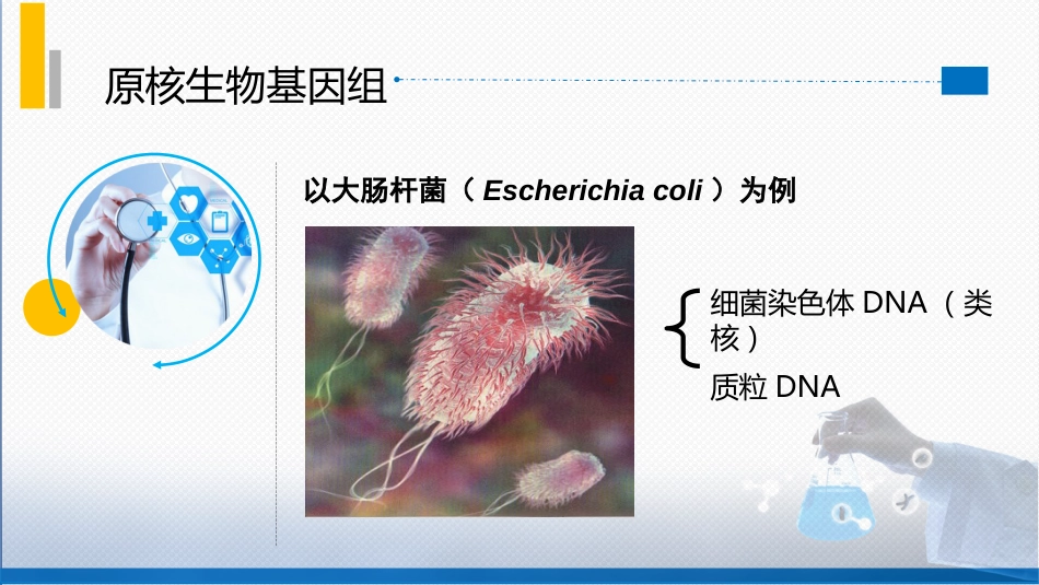 (7)--2.3原核生物基因组特点_第3页