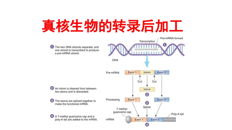 (7)--7真核生物的转录后加工_第1页