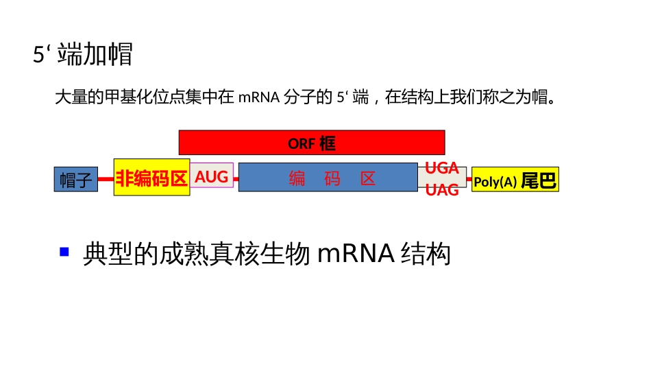 (7)--7真核生物的转录后加工_第2页