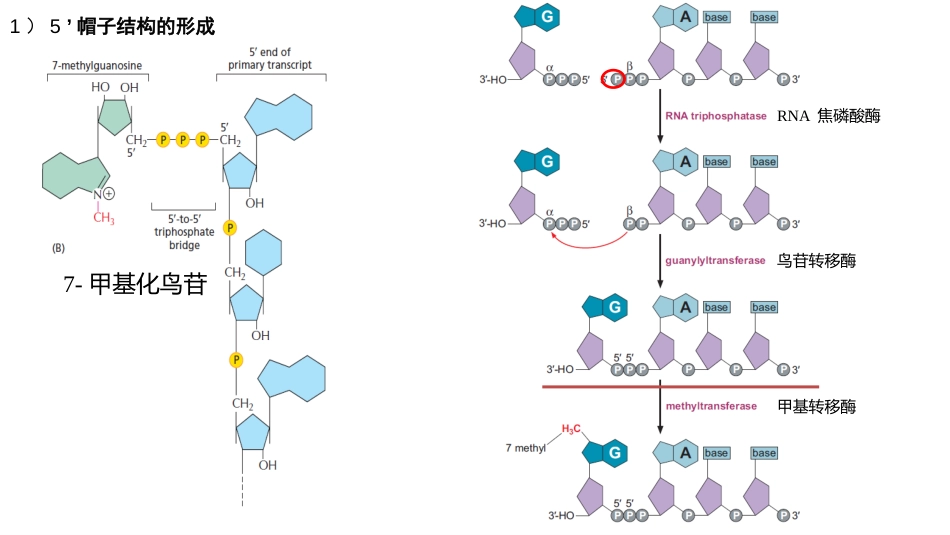 (7)--7真核生物的转录后加工_第3页