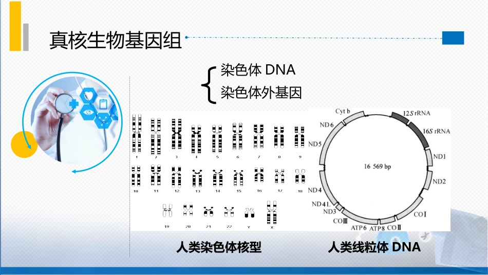 (8)--2.4真核生物基因组特点_第2页