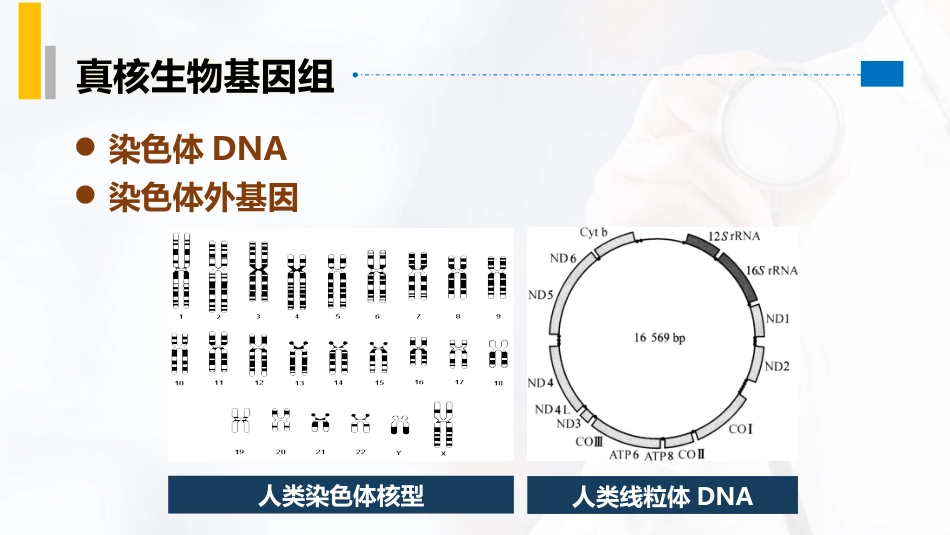 (8)--2.4真核生物基因组特点_第3页