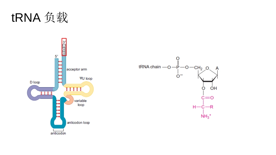 (8)--8 翻译（一）分子生物学及常用技术_第3页