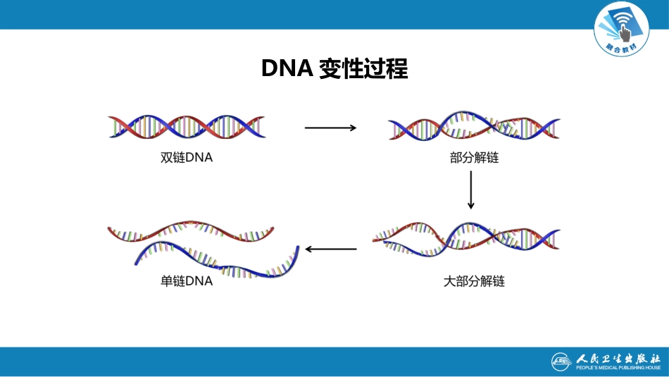 (9)--2.4DNA的变性和复性_第2页