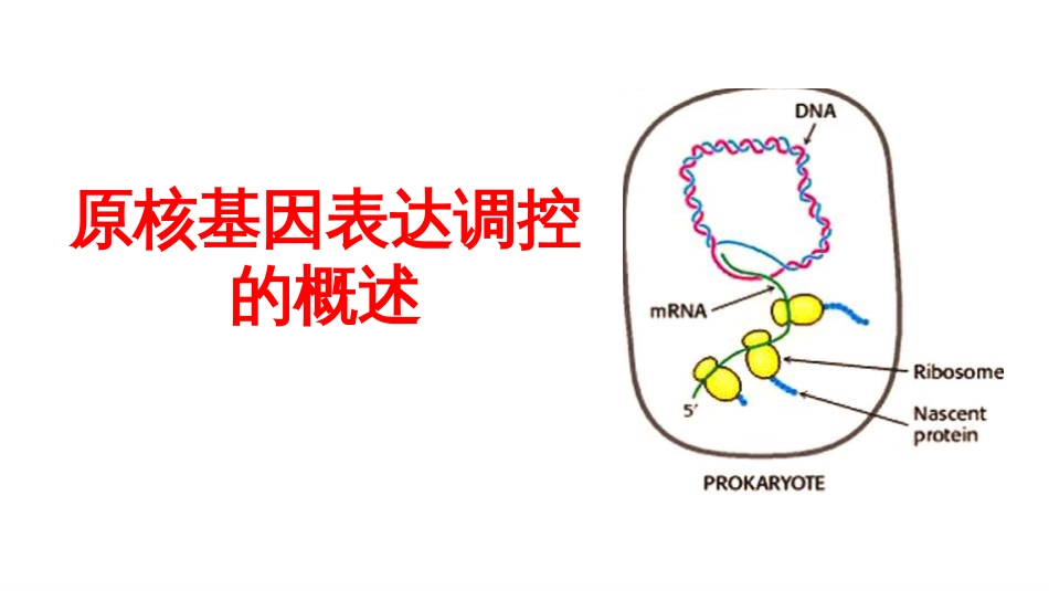 (10)--10基因表达调控概述_第1页