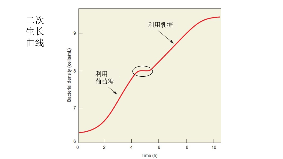 (11)--11 乳糖操纵子分子生物学及常用技术_第2页