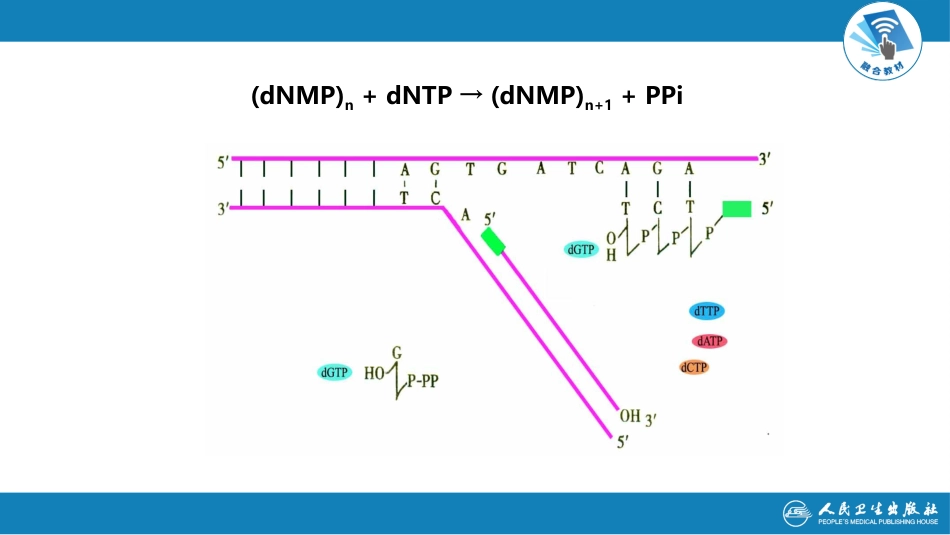 (12)--3.2 DNA聚合酶分子生物学_第3页