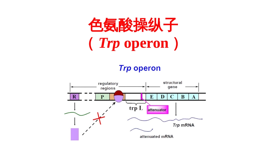 (12)--12 色氨酸操纵子分子生物学及常用技术_第1页