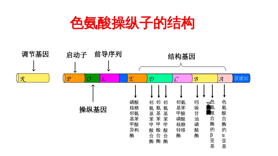 (12)--12 色氨酸操纵子分子生物学及常用技术_第2页