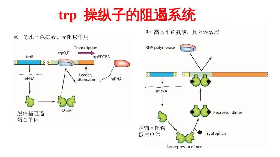 (12)--12 色氨酸操纵子分子生物学及常用技术_第3页