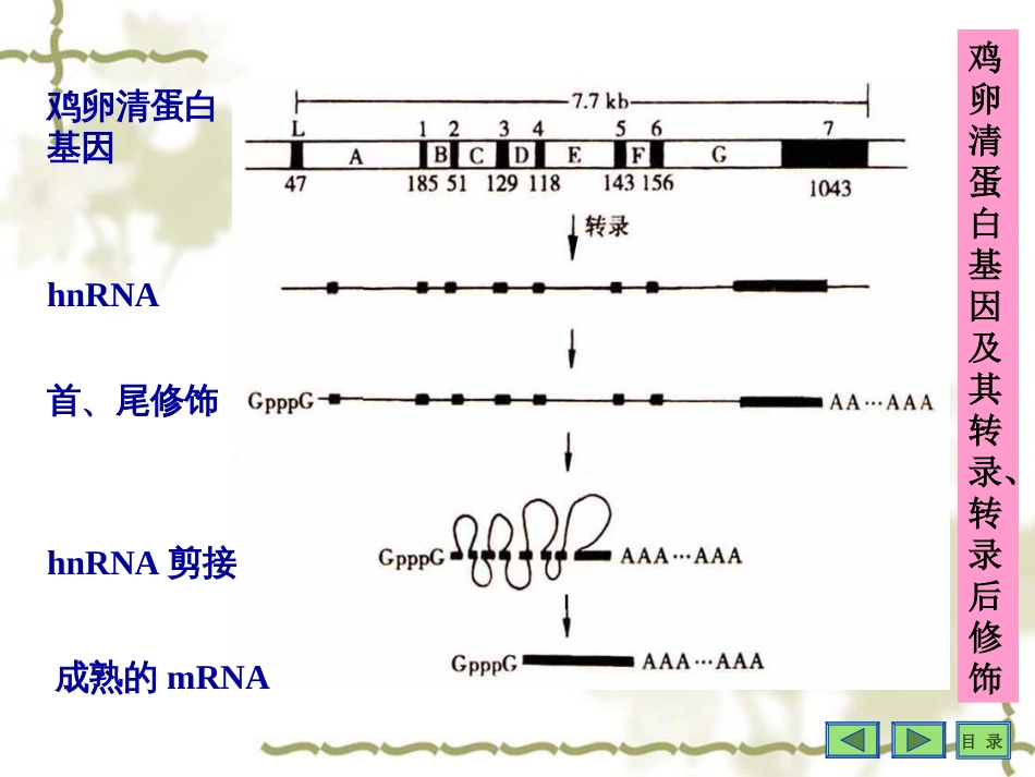 (13)--4. mRNA的剪接-伊淑莹_第2页