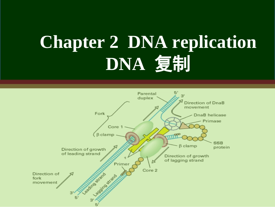 (13)--Chapter 2 DNA replication分子生物学分子生物学_第1页