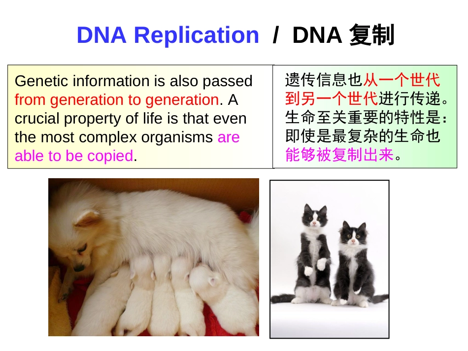 (13)--Chapter 2 DNA replication分子生物学分子生物学_第2页