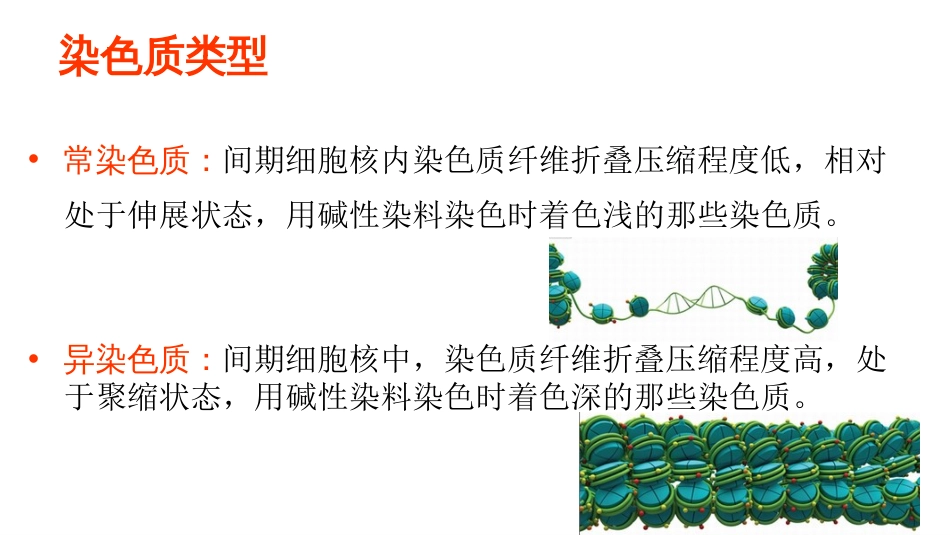 (14)--14 真核基因DNA水平调控_第2页