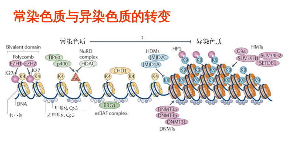 (14)--14 真核基因DNA水平调控_第3页