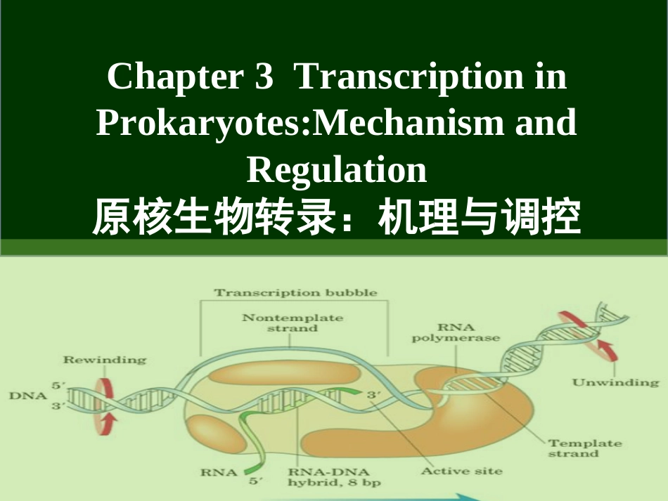 (14)--Chapter 3 transcription in pro分子生物学分子生物学_第1页