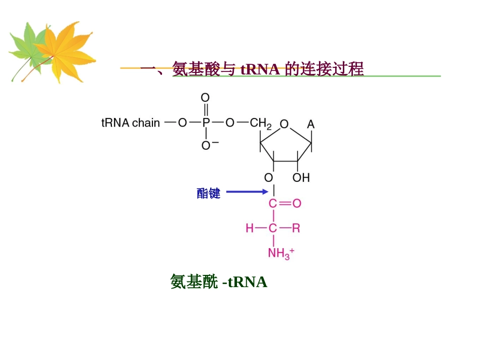 (16)--5-2 氨基酸与tRNA的连接分子生物学_第2页