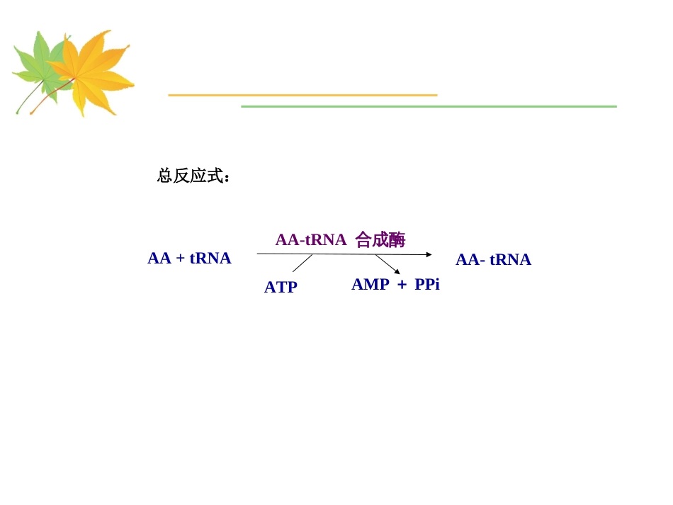 (16)--5-2 氨基酸与tRNA的连接分子生物学_第3页