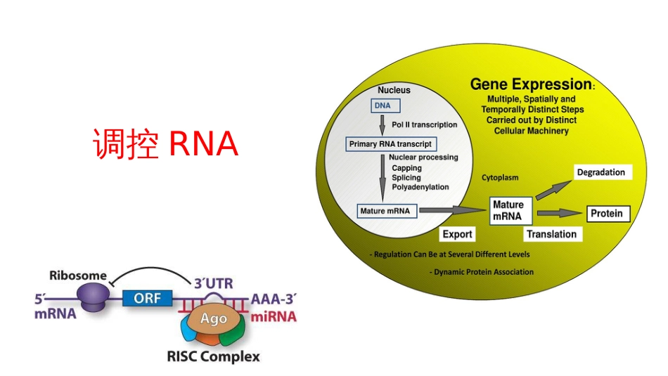 (16)--16 调控RNA分子生物学及常用技术_第1页