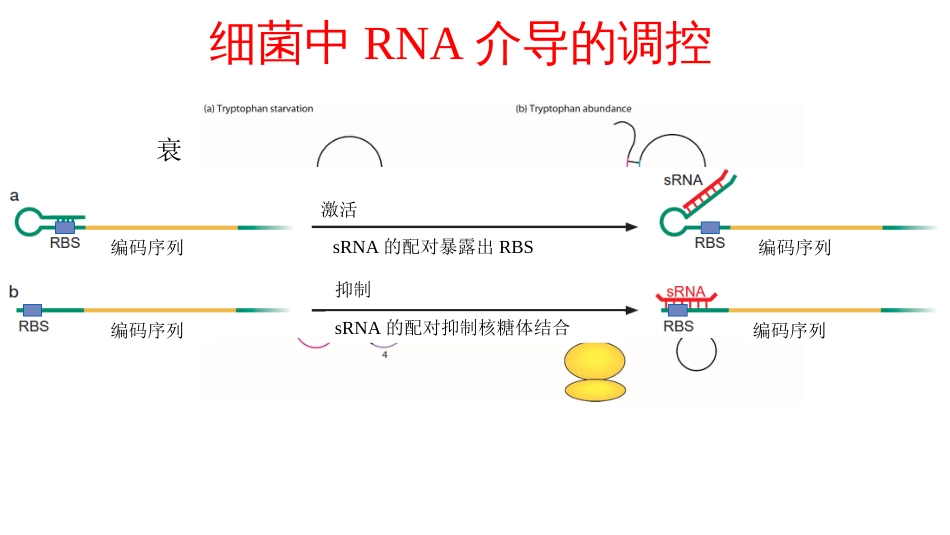 (16)--16 调控RNA分子生物学及常用技术_第2页