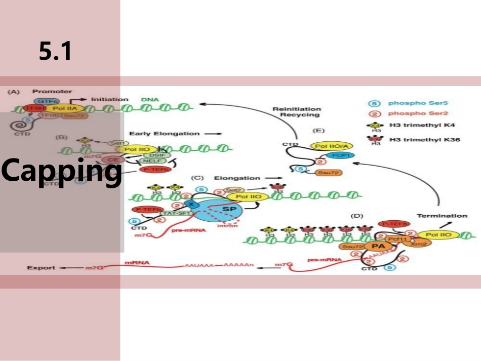 (16)--Chapter 5 mRNA modification in e分子生物学分子生物学_第3页