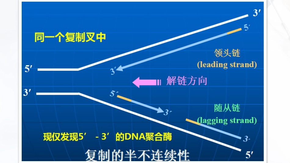 (17)--3.3DNA复制的一般特点：半不连续复制_第3页