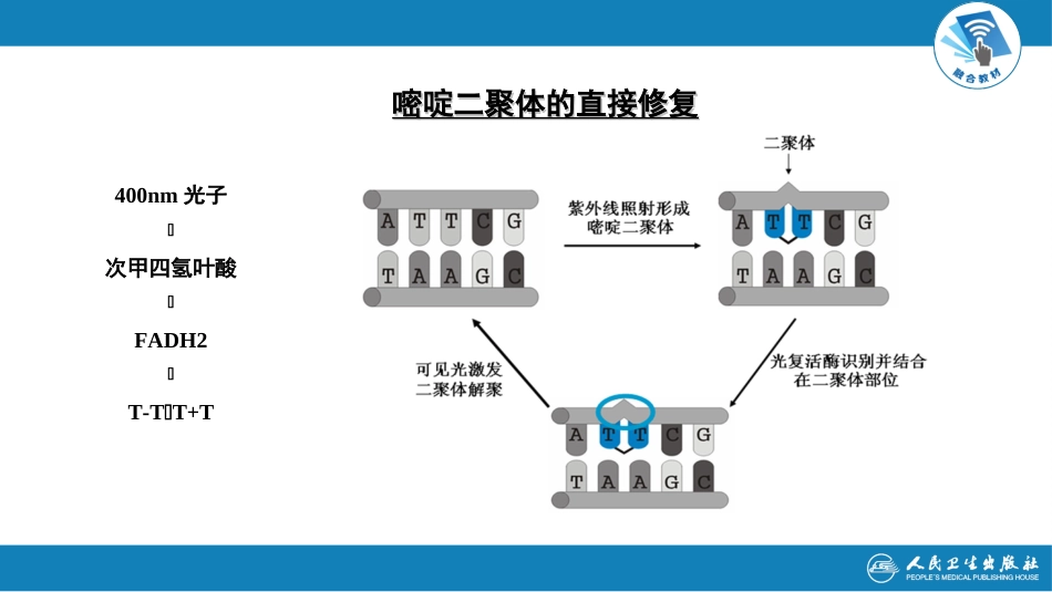 (17)--3.7DNA的损伤修复_第3页