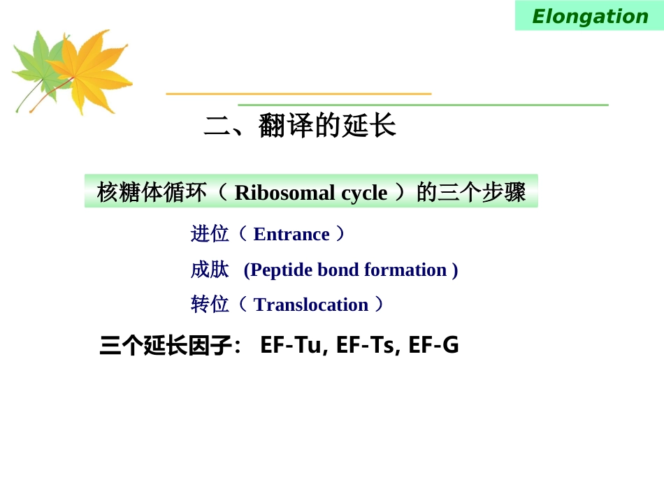 (18)--5-4 翻译的延长和终止_第2页