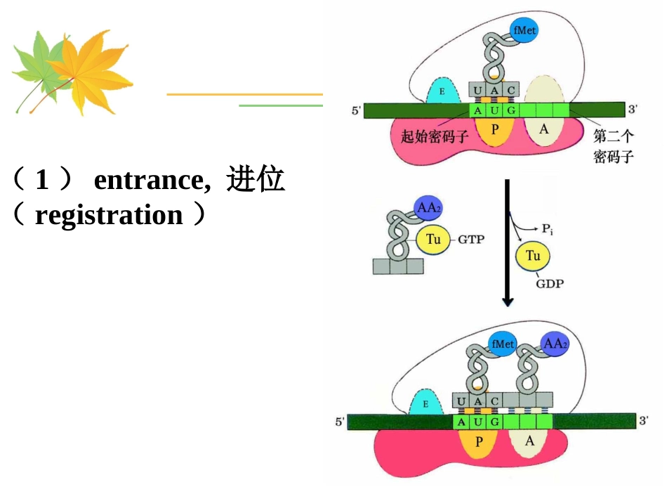 (18)--5-4 翻译的延长和终止_第3页