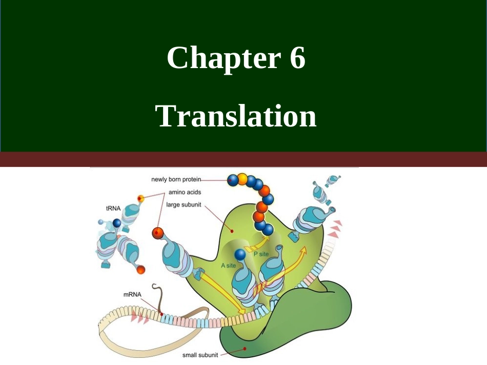 (18)--Chapter 6 translation分子生物学分子生物学_第1页