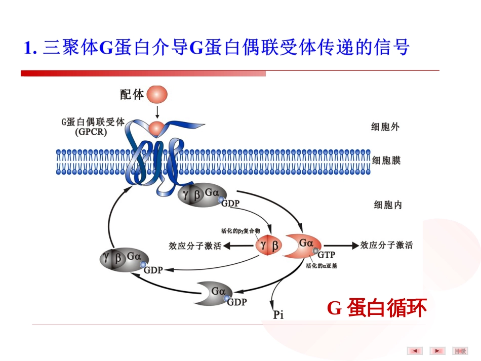 (19)--5.细胞内信号转导分子——调节蛋白_第3页