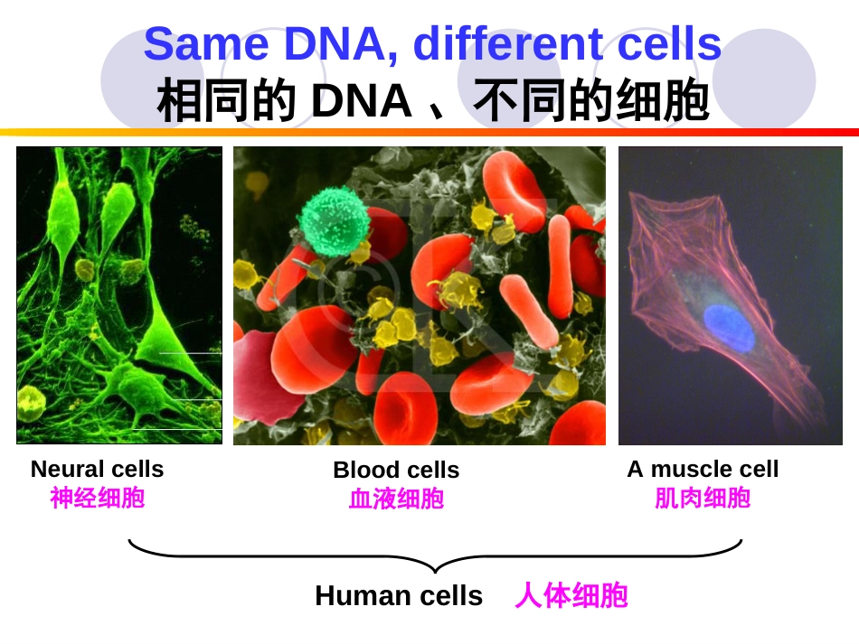 (19)--Chapter 7Regulation of Gene Expr分子生物学分子生物学_第3页