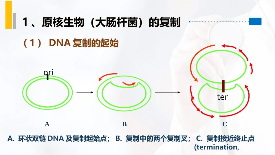 (20)--3.6DNA复制的过程_第3页