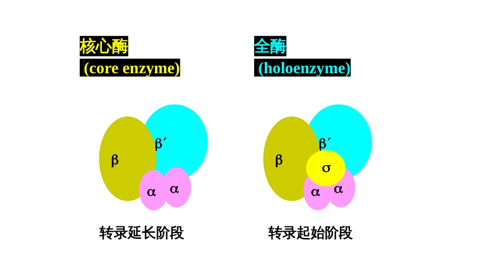 (20)--4.2原核生物转录过程_第2页