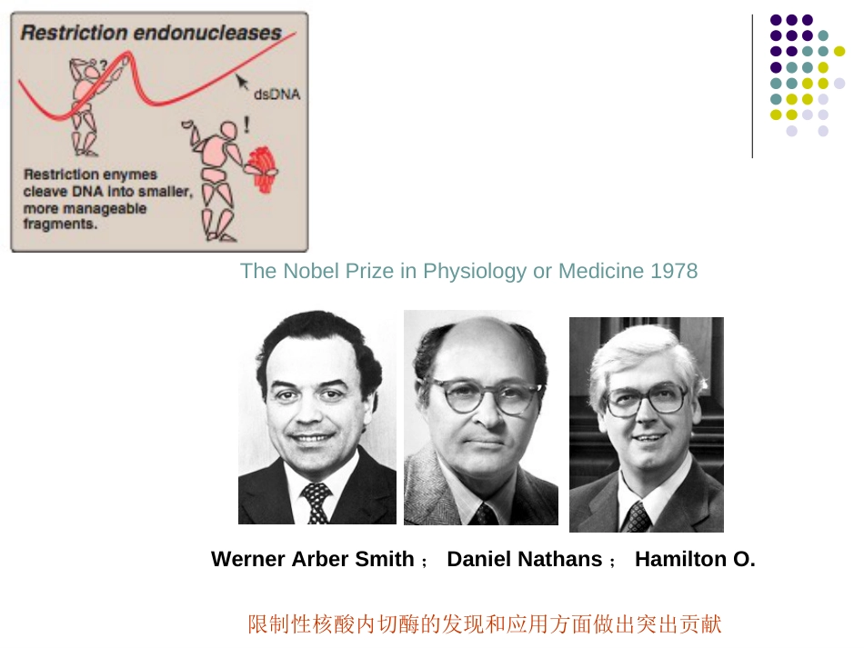 (20)--5. 限制性核酸内切酶_第2页