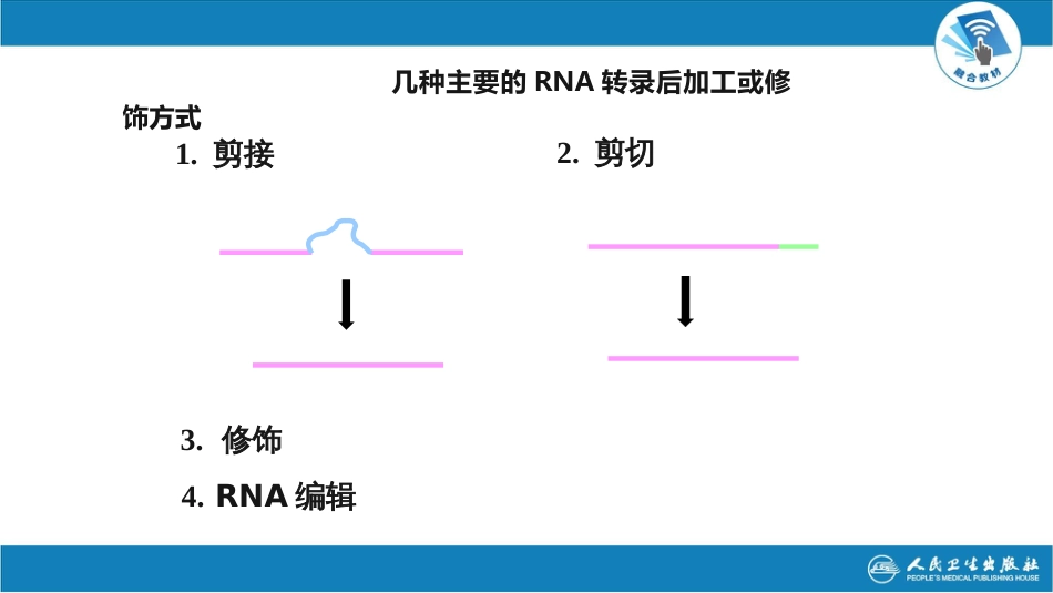 (22)--4.4真核转录后修饰_第2页