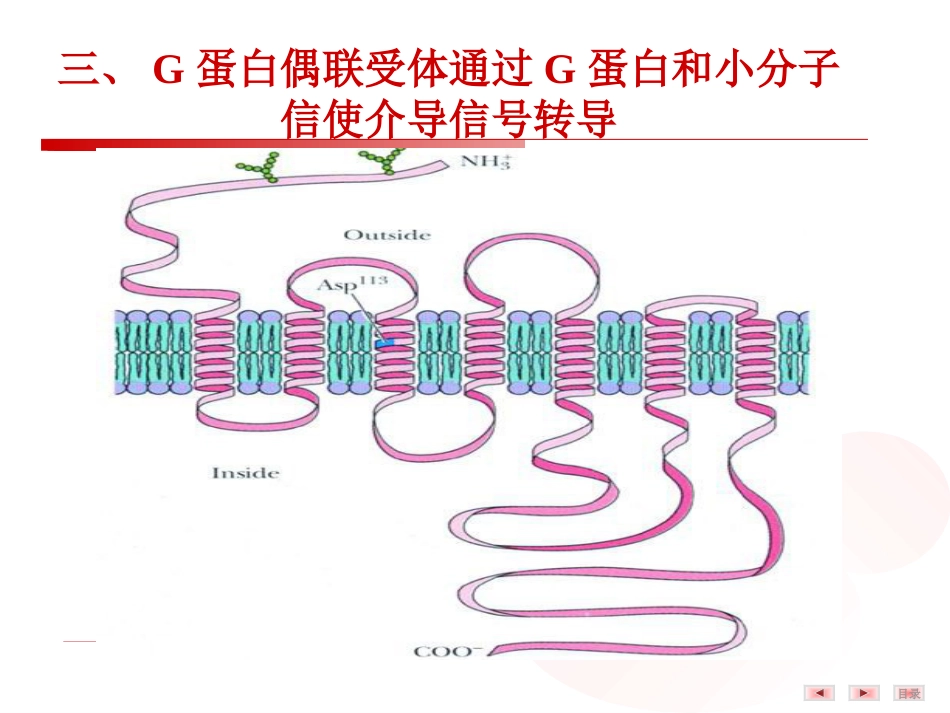 (22)--6.细胞受体介导的信号转导(二）——G蛋白偶联受体_第2页