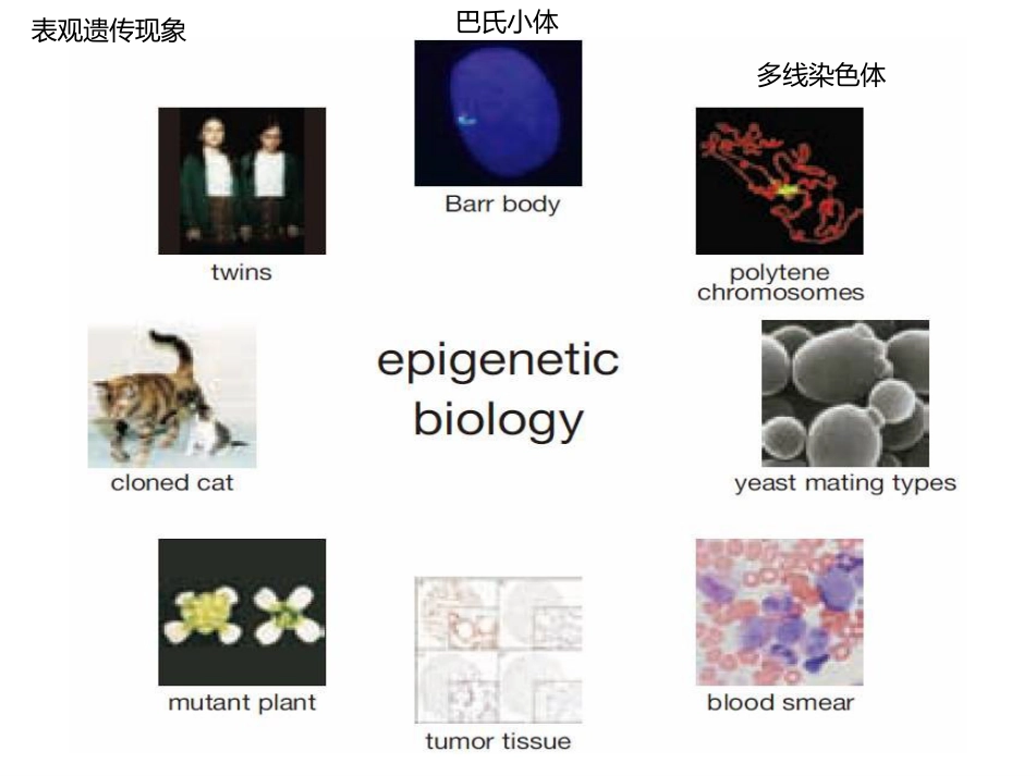 (22)--Epigenetics分子生物学分子生物学_第3页