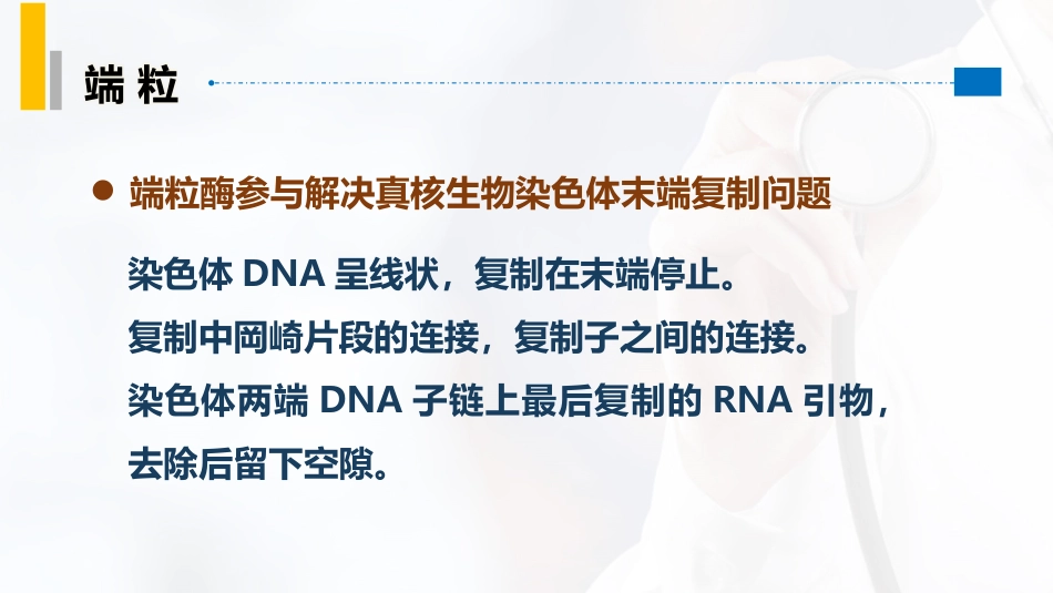 (24)--3.9端粒分子生物学_第2页