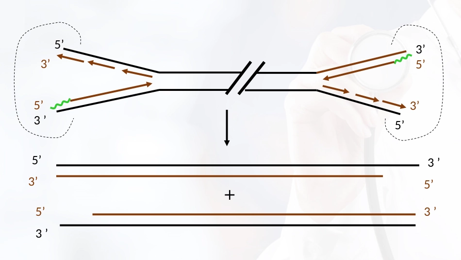 (24)--3.9端粒分子生物学_第3页