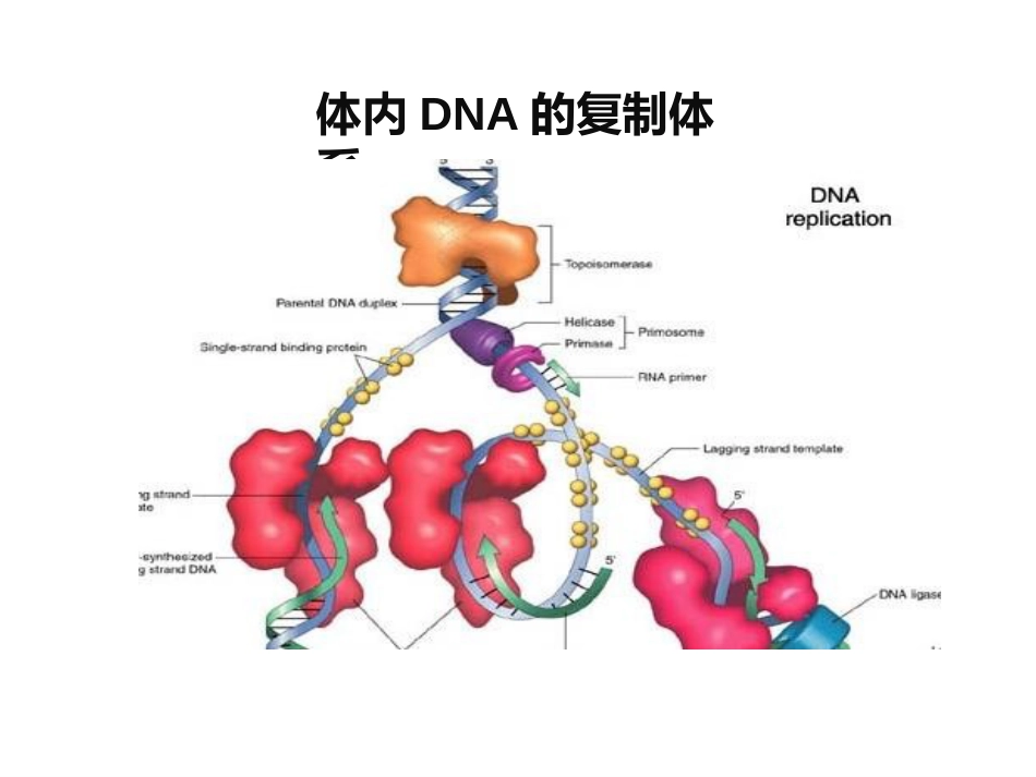 (24)--7-2 PCR技术的原理与应用_第3页