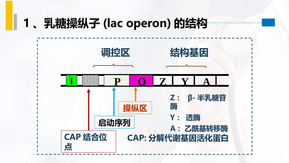 (25)--4.10乳糖操纵子分子生物学_第2页